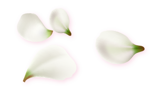 斗六助聽器開幕資產 4朵聚集花